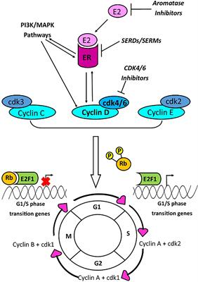 Prognostic and Predictive Value of CCND1/Cyclin D1 Amplification in Breast Cancer With a Focus on Postmenopausal Patients: A Systematic Review and Meta-Analysis